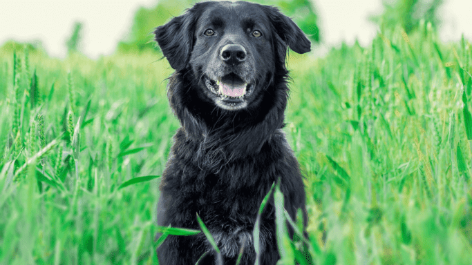 Do Black Golden Retrievers Shed